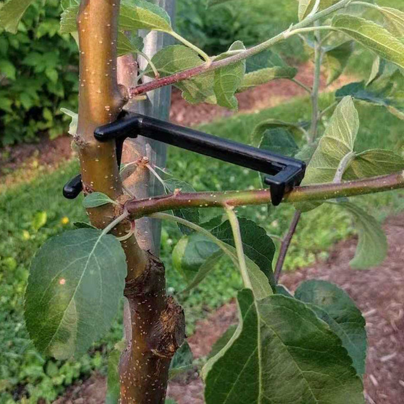 Pohon buah penarik cabang tana - Fruit Roll Up ulasan dan harga